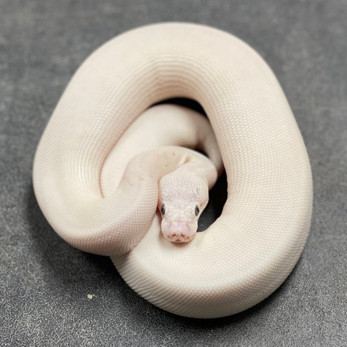 Butter Animal Super Pastel Butter YB G-Stripe - Female | A-List Animals